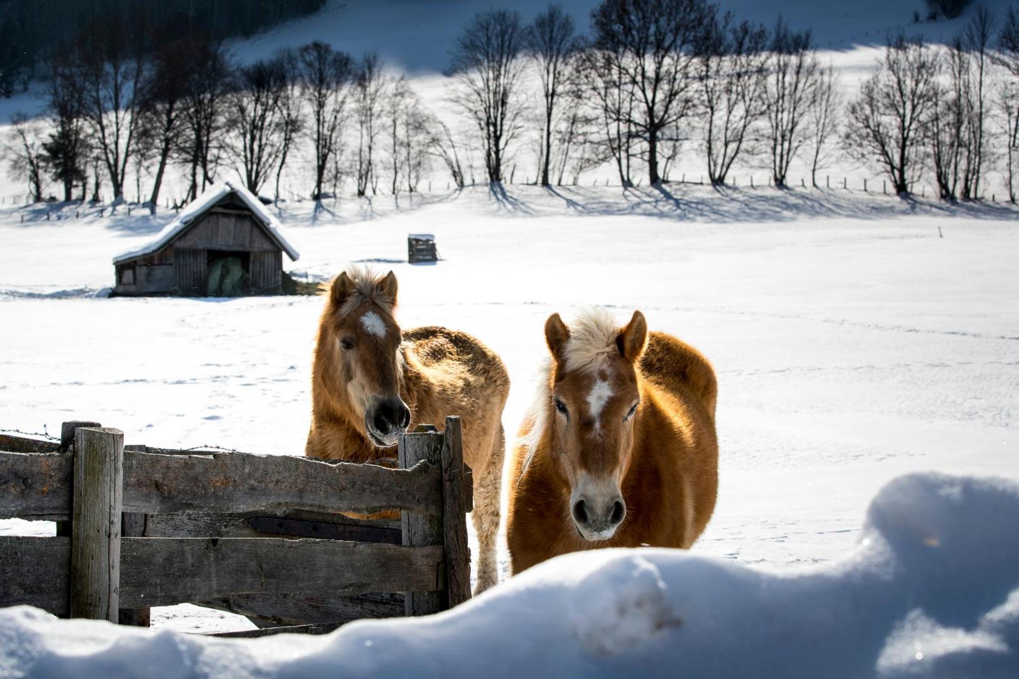 Naturpark Chalets Lambrecht By Alps Resorts Sankt Lambrecht Luaran gambar